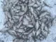 Мормышка Lumicom муравей гран с отверстием вольф. d 4,0 мм