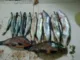 Воблер ZipBaits Rigge 70SP