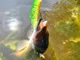 Воблер ZipBaits Orbit 80 SP-SR