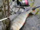 Воблер ZipBaits Orbit 80 SP-SR