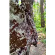 Костюм King Hunter SILENT (High Camo M)