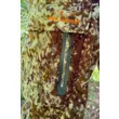 Костюм King Hunter SILENT (High Camo M)